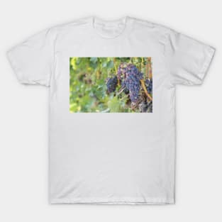 Okanagan Vineyard Red Wine Grapes T-Shirt